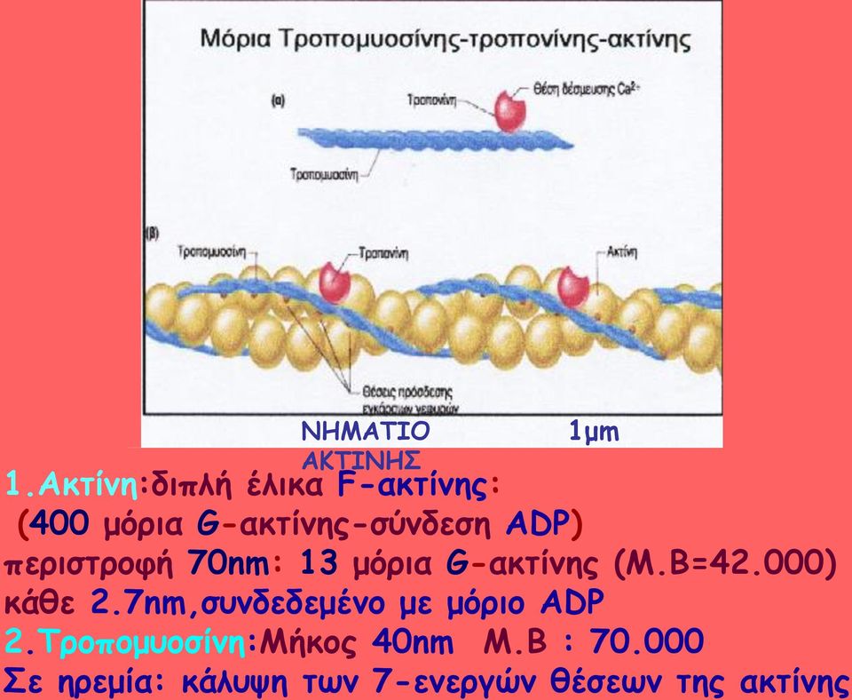 περιστροφή 70nm: 13 μόρια G-ακτίνης (M.B=42.000) κάθε 2.