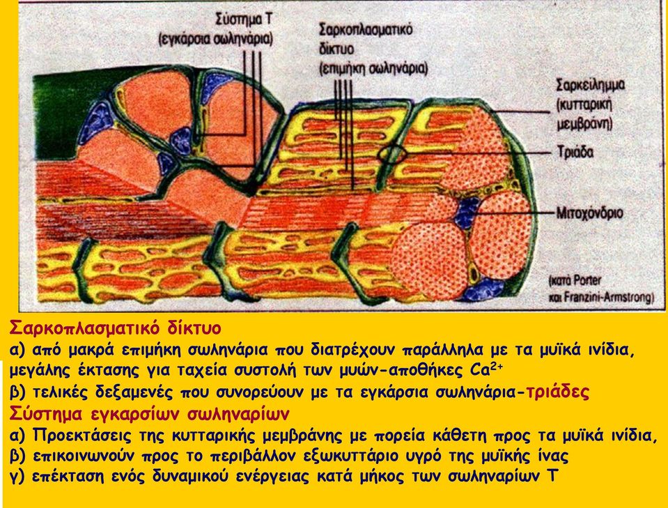 Σύστημα εγκαρσίων σωληναρίων α) Προεκτάσεις της κυτταρικής μεμβράνης με πορεία κάθετη προς τα μυϊκά ινίδια, β)