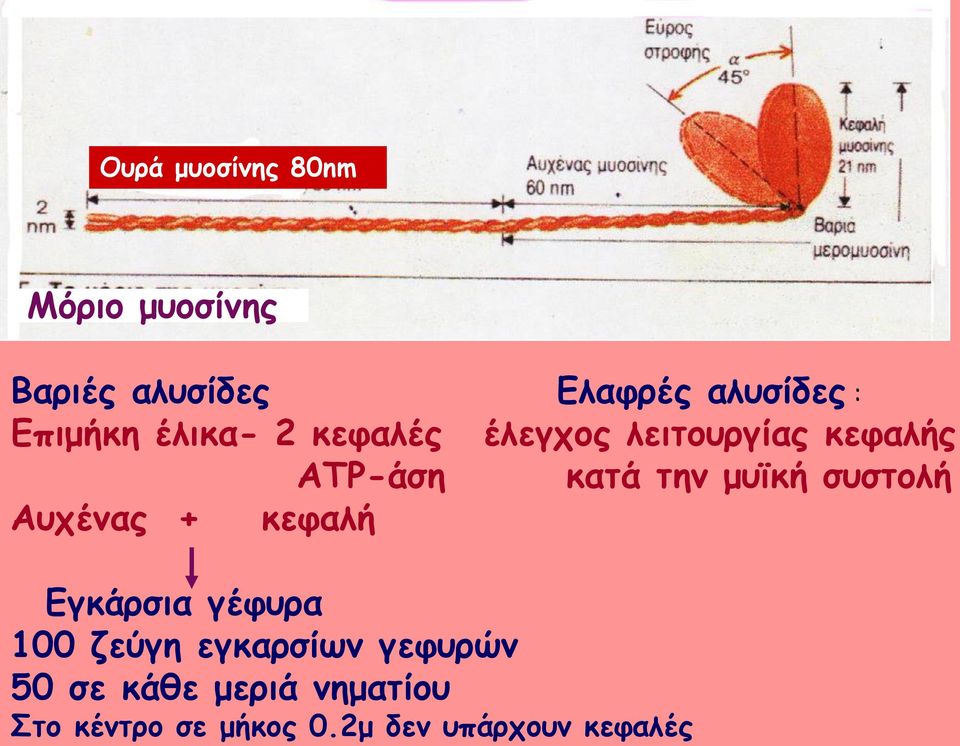 μυϊκή συστολή Αυχένας + κεφαλή Εγκάρσια γέφυρα 100 ζεύγη εγκαρσίων