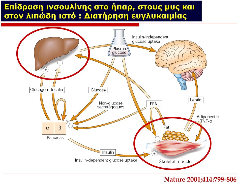 λιπώδη ιστό : Διατήρηση