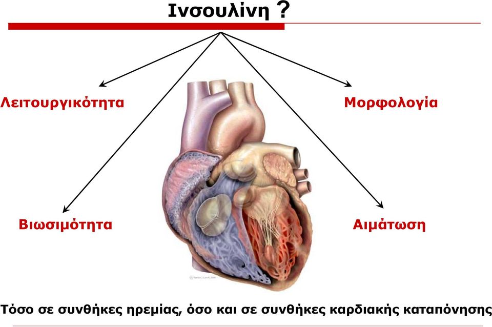 Βιωσιμότητα Αιμάτωση Τόσο σε