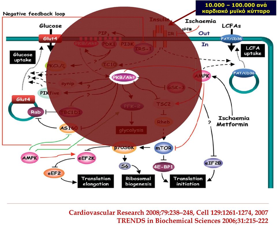 Cardiovascular Research 2008;79:238