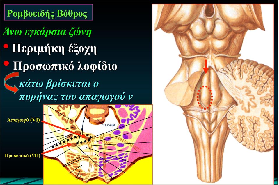 λοφίδιο κάτω βρίσκεται ο πυρήνας