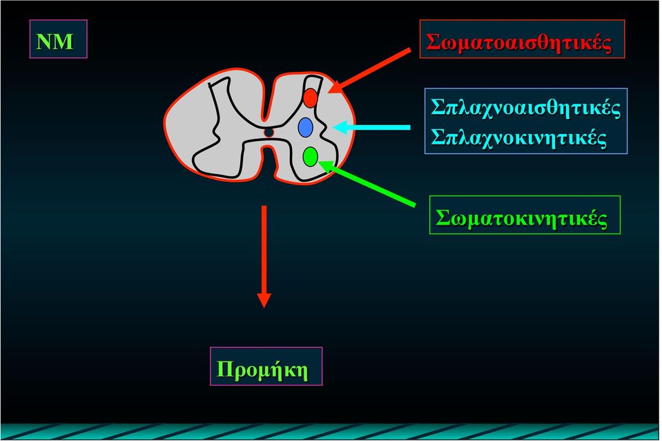 Σπλαχνοκινητικές