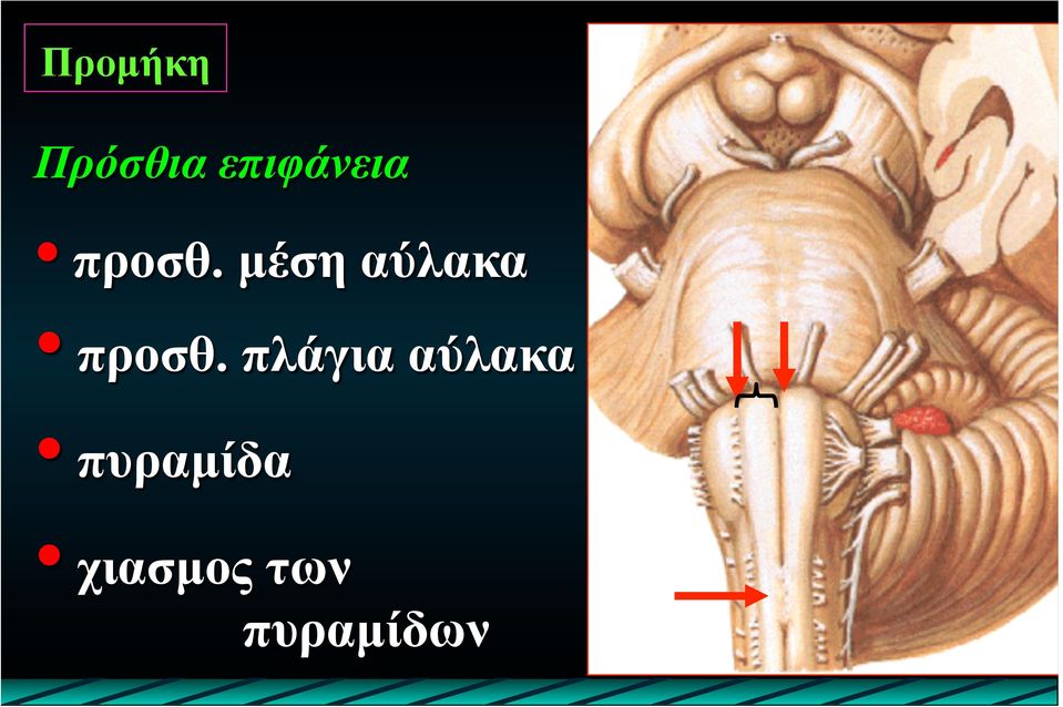 µέση αύλακα προσθ.