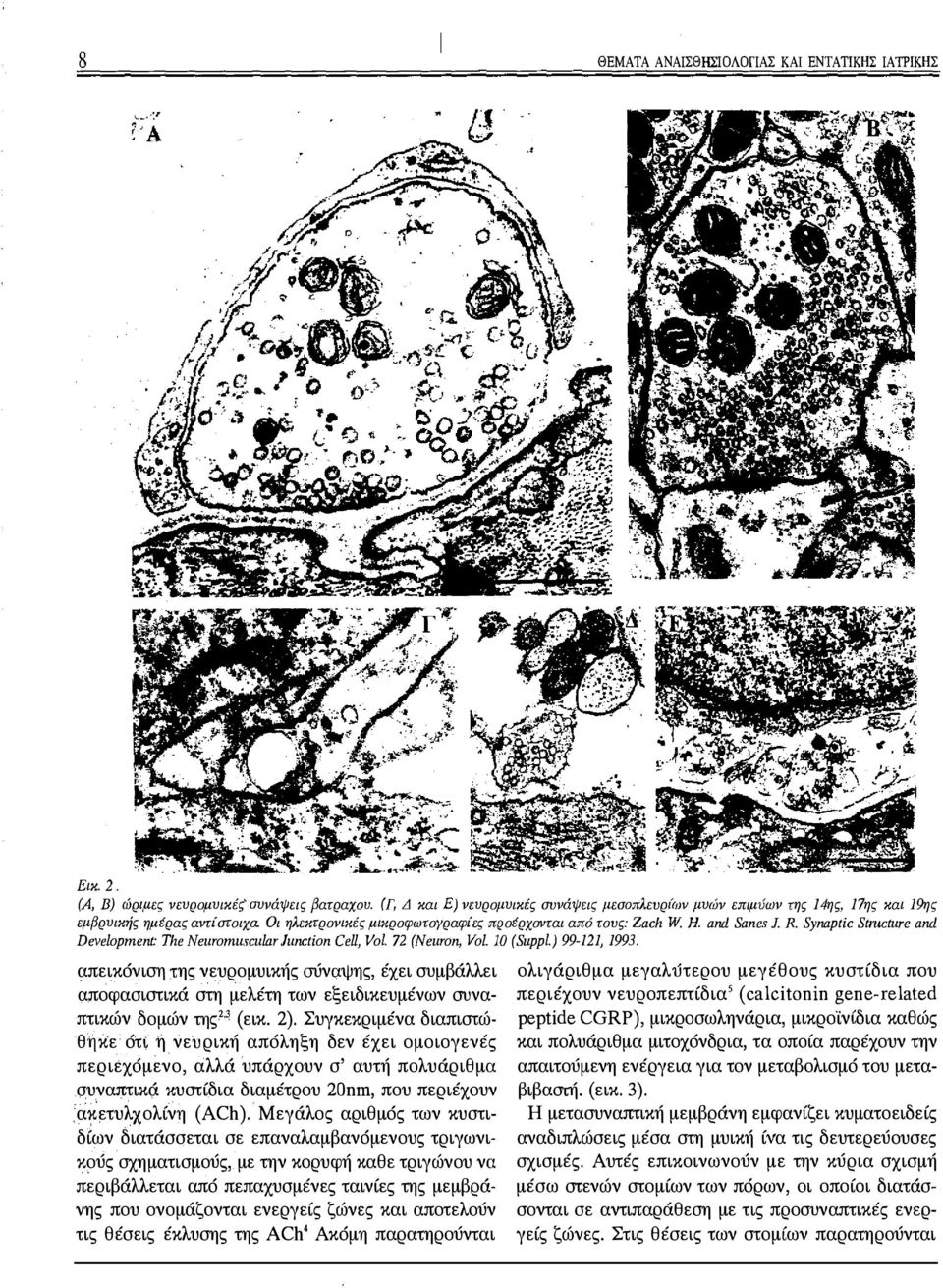 Synaptic Strncture and Development: TheNeuromu. cularlunction Cell, Vol. 72 (Neuron, Vol.JO (Suppl.) 99-121, 1993.