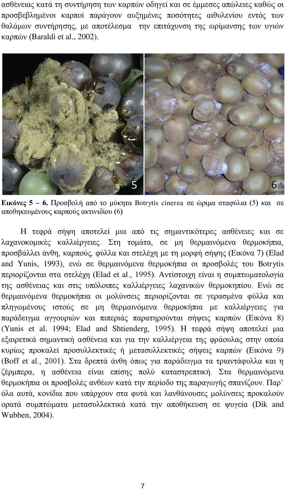 Πξνζβνιή απφ ην κχθεηα Botrytis cinerea ζε ψξηκα ζηαθχιηα (5) θαη ζε απνζεθεπκέλνπο θαξπνχο αθηηληδίνπ (6) Ζ ηεθξά ζήςε απνηειεί κηα απφ ηηο ζεκαληηθφηεξεο αζζέλεηεο θαη ζε ιαραλνθνκηθέο θαιιηέξγεηεο.