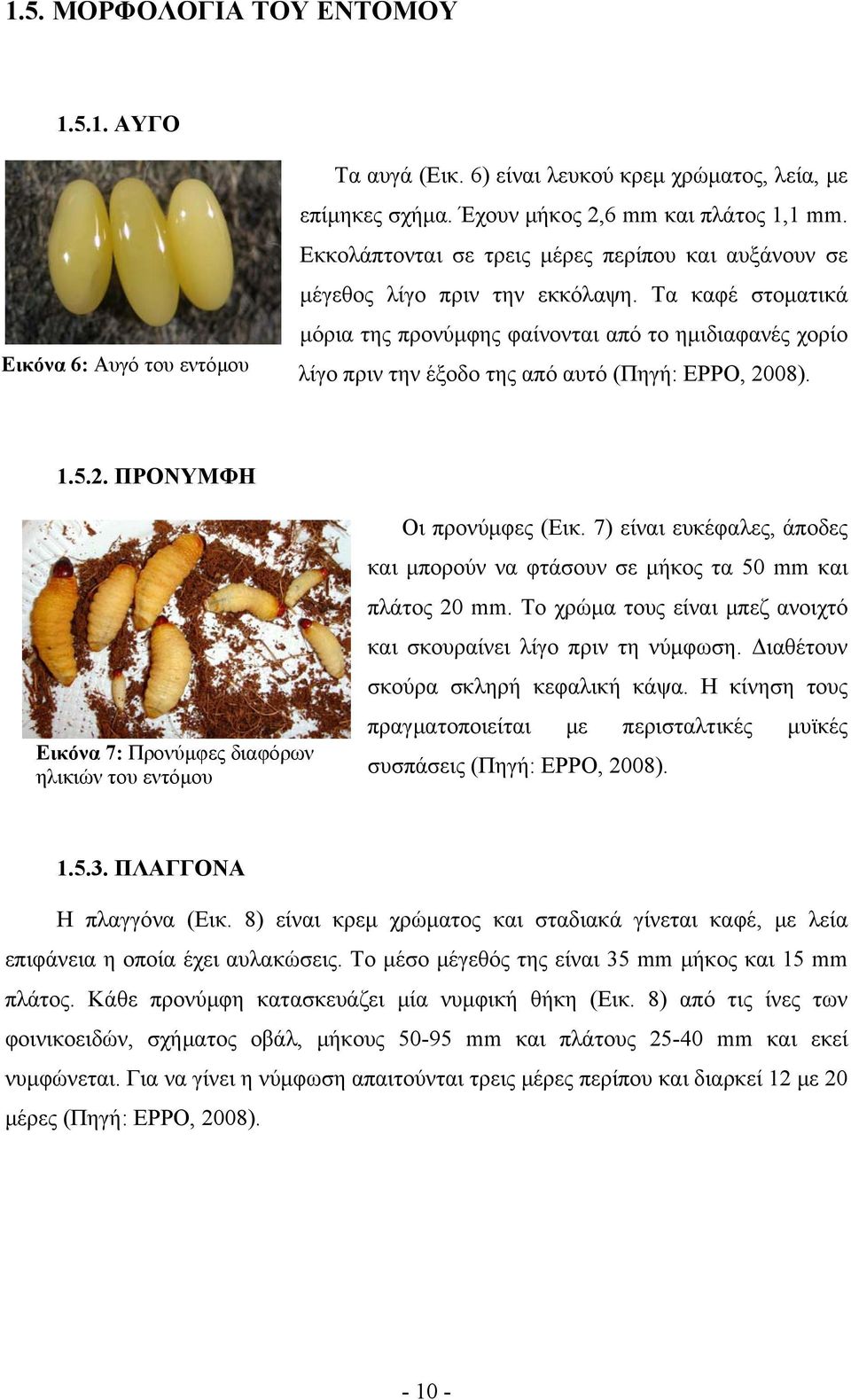 Τα καφέ στοματικά μόρια της προνύμφης φαίνονται από το ημιδιαφανές χορίο λίγο πριν την έξοδο της από αυτό (Πηγή: EPPO, 2008). 1.5.2. ΠΡΟΝΥΜΦΗ Εικόνα 7: Προνύμφες διαφόρων ηλικιών του εντόμου Οι προνύμφες (Εικ.