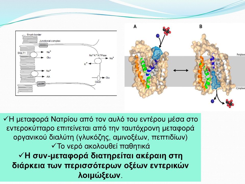 αμινοξέων, πεπηιδίων) Το νεπό ακολοςθεί παθηηικά Η ζπλ-κεηαθνξά