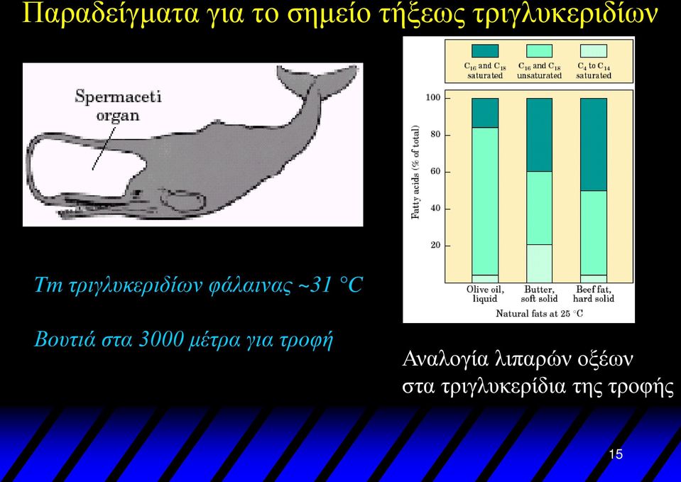 ~31 C Βουτιά στα 3000 μέτρα για τροφή