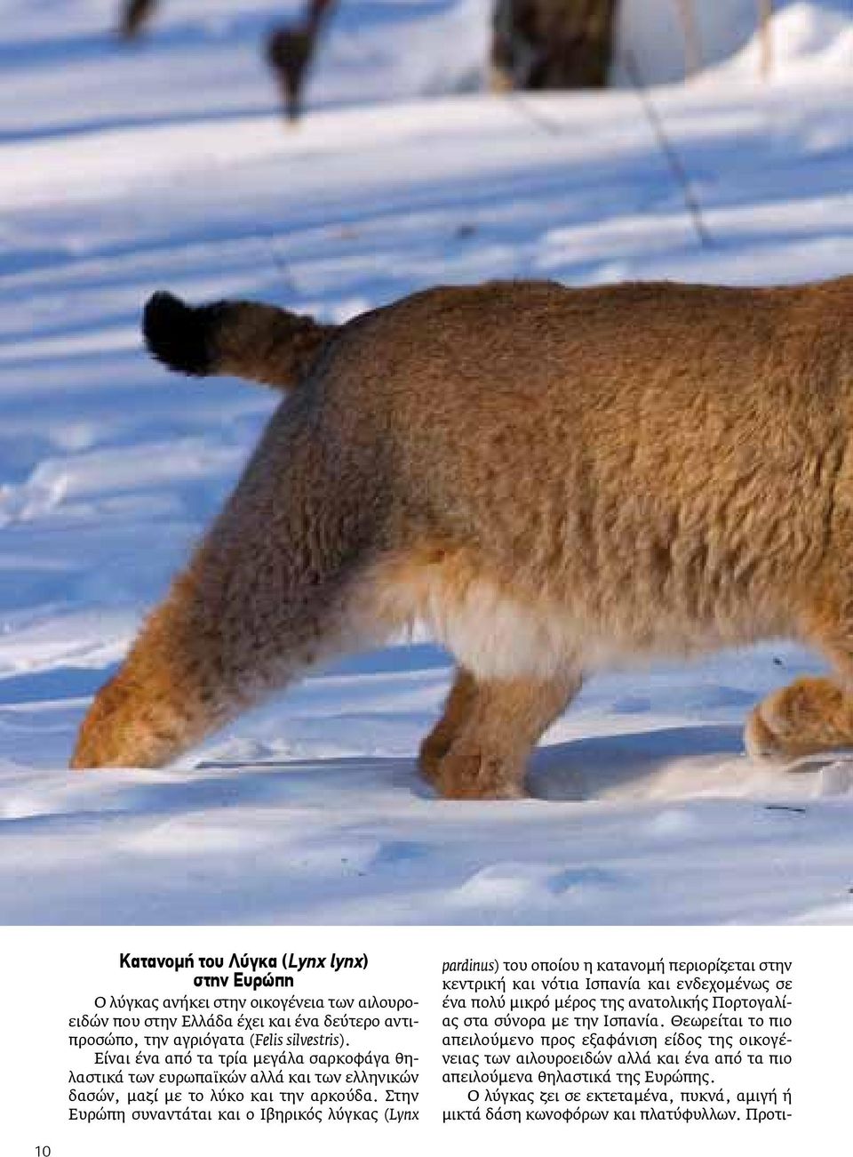 Στην Ευρώπη συναντάται και ο Ιβηρικός λύγκας (Lynx pardinus) του οποίου η κατανομή περιορίζεται στην κεντρική και νότια Ισπανία και ενδεχομένως σε ένα πολύ μικρό μέρος της ανατολικής