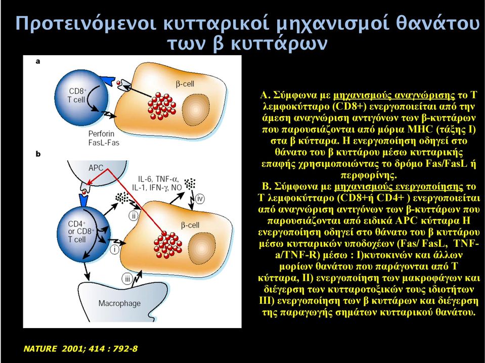 Η ενεργοποίηση οδηγεί στο θάνατο του β κυττάρου µέσω κυτταρικής επαφής χρησιµοποιώντας το δρόµο Fas/FasL ή περφορίνης. Β.