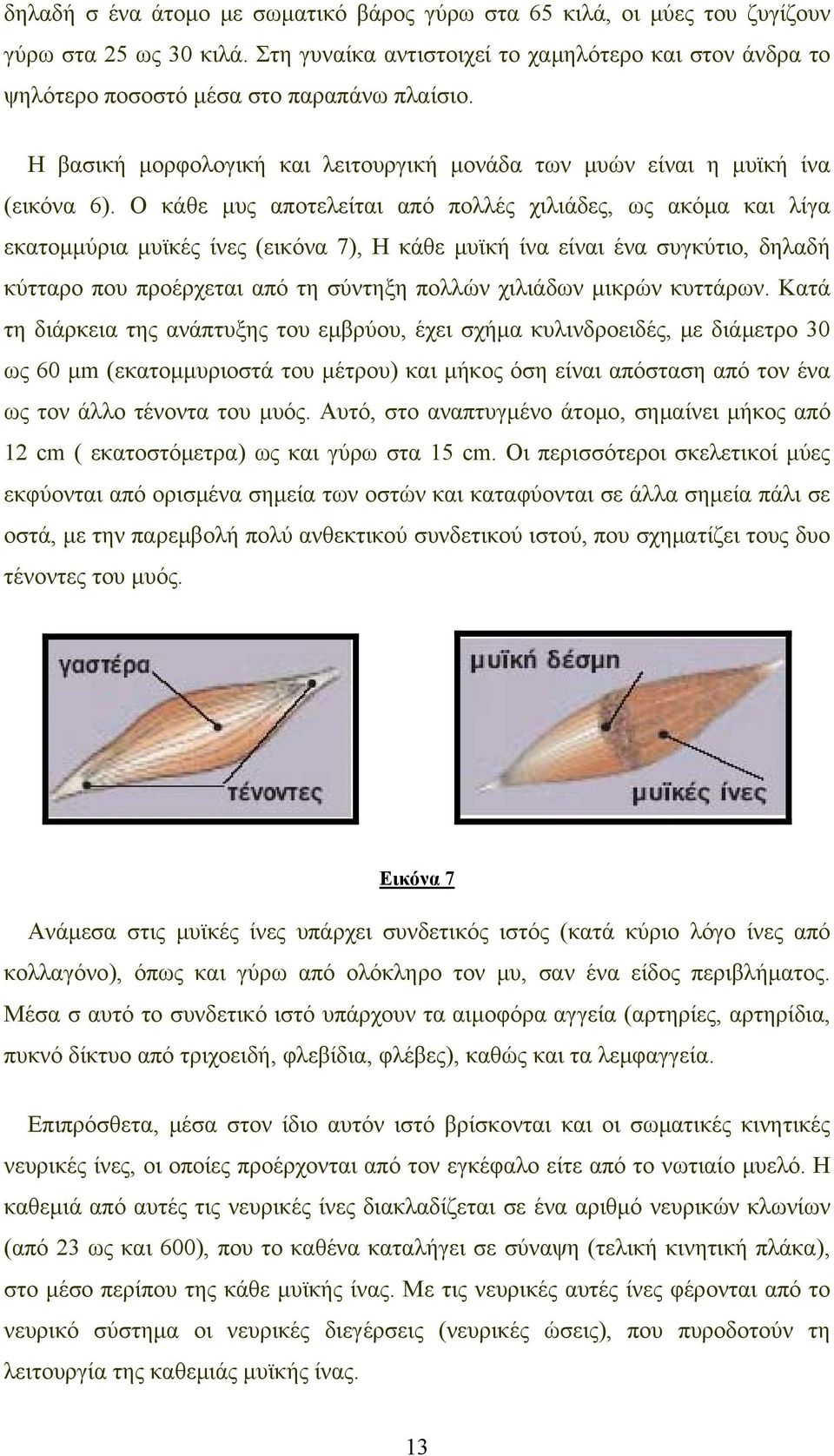 Ο κάθε μυς αποτελείται από πολλές χιλιάδες, ως ακόμα και λίγα εκατομμύρια μυϊκές ίνες (εικόνα 7), Η κάθε μυϊκή ίνα είναι ένα συγκύτιο, δηλαδή κύτταρο που προέρχεται από τη σύντηξη πολλών χιλιάδων