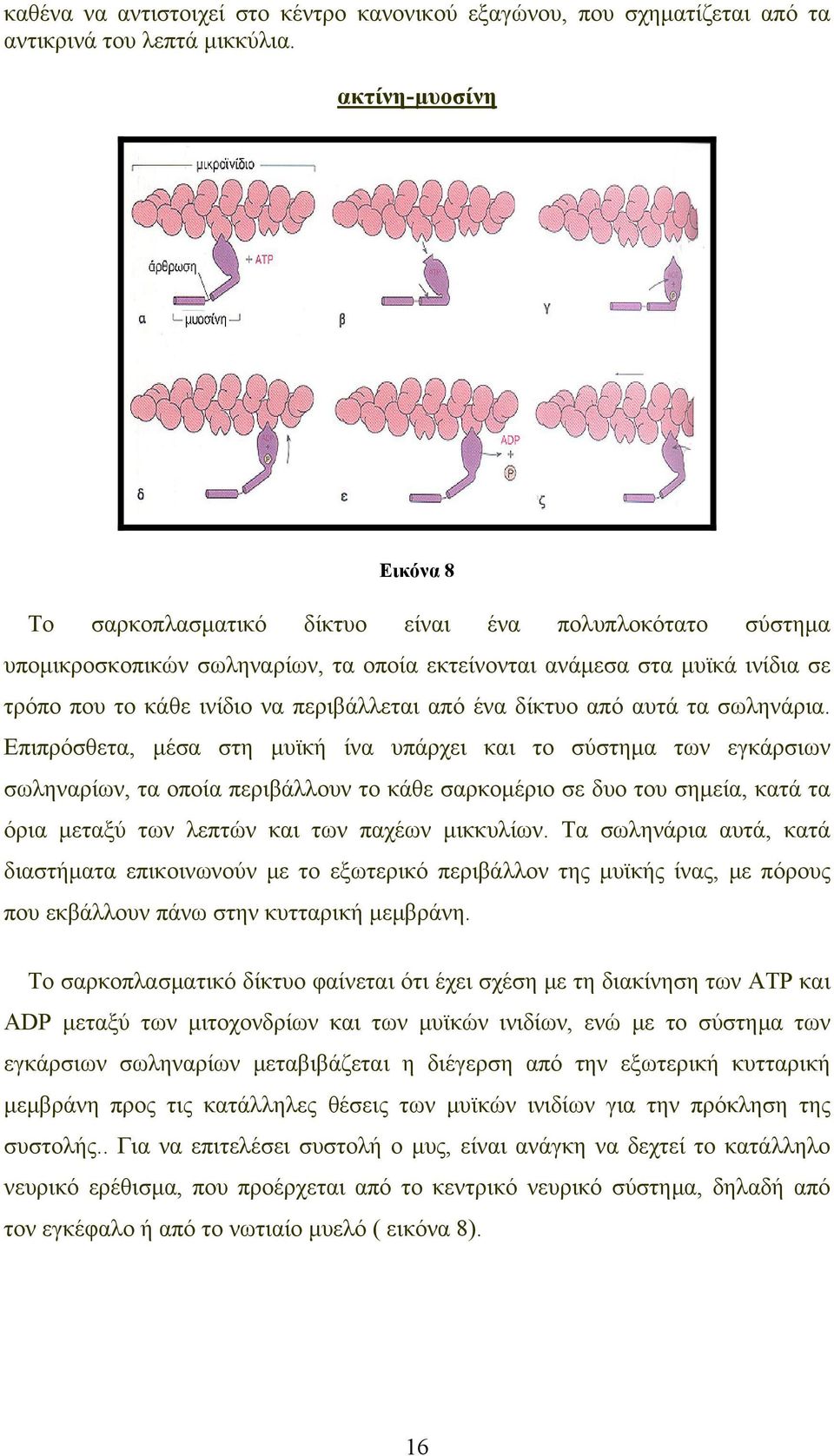 περιβάλλεται από ένα δίκτυο από αυτά τα σωληνάρια.