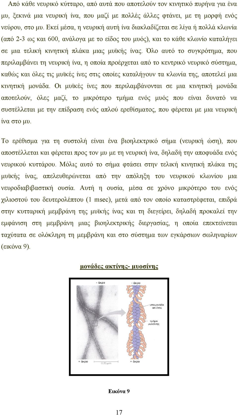 Όλο αυτό το συγκρότημα, που περιλαμβάνει τη νευρική ίνα, η οποία προέρχεται από το κεντρικό νευρικό σύστημα, καθώς και όλες τις μυϊκές ίνες στις οποίες καταλήγουν τα κλωνία της, αποτελεί μια κινητική