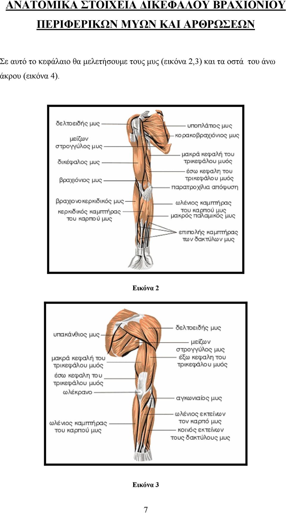 κεφάλαιο θα μελετήσουμε τους μυς (εικόνα 2,3)