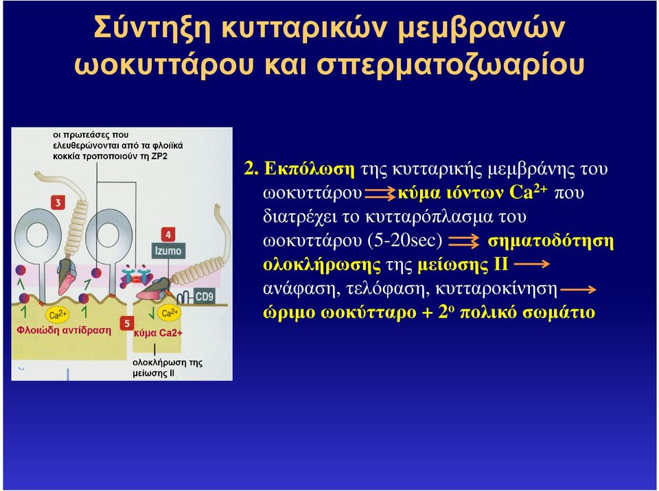 διατρέχει το κυτταρόπλασµα του ωοκυττάρου (5-20sec) σηµατοδότηση