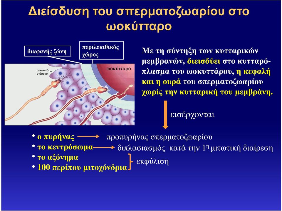 του σπερµατοζωαρίου χωρίς την κυτταρική του µεµβράνη.