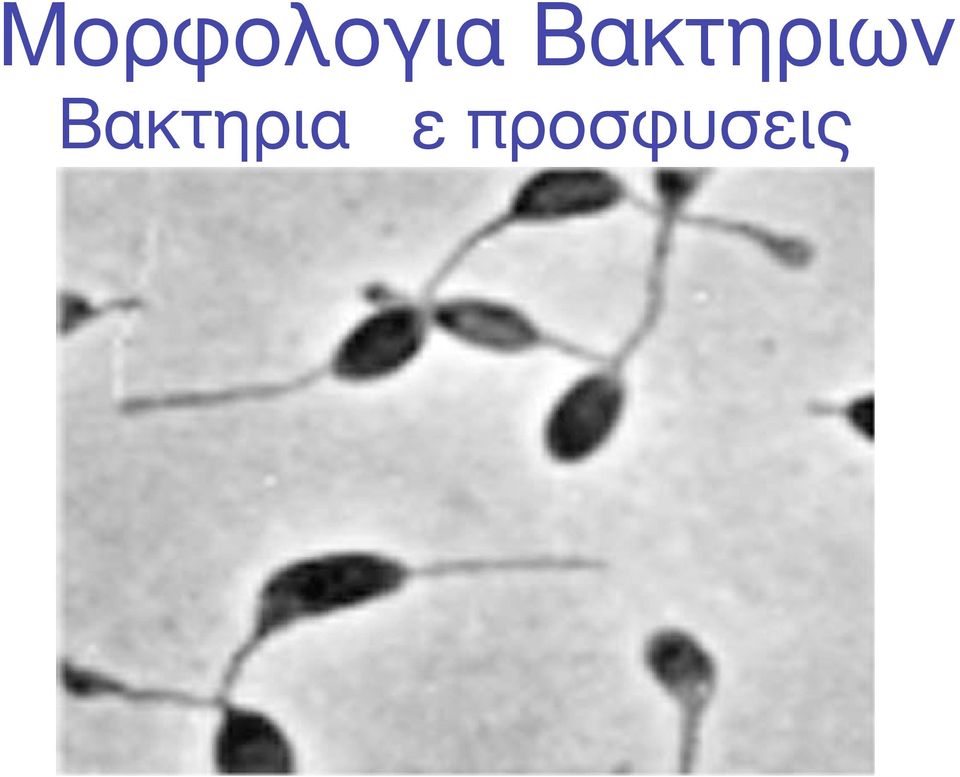 Βακτηρια