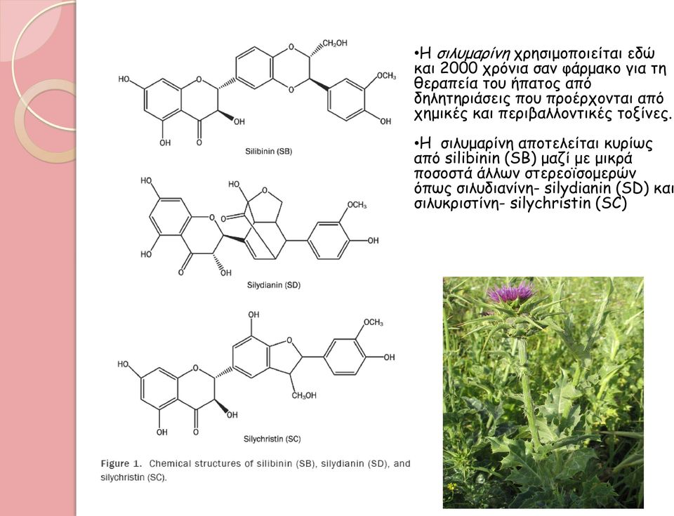 Η σιλυμαρίνη αποτελείται κυρίως από silibinin (SB) μαζί με μικρά ποσοστά άλλων