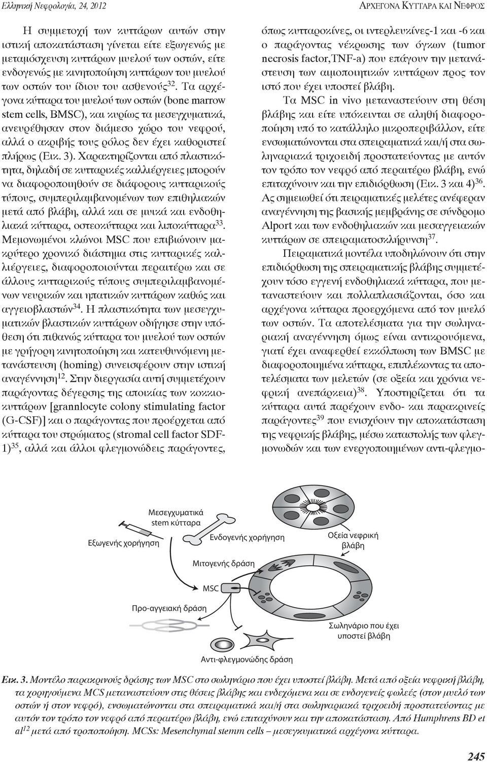 Τα αρχέγονα κύτταρα του μυελού των οστών (bone marrow stem cells, BMSC), και κυρίως τα μεσεγ χυματικά, ανευρέθησαν στον διάμεσο χώρο του νεφρού, αλλά ο ακριβής τους ρόλος δεν έχει καθοριστεί πλήρως