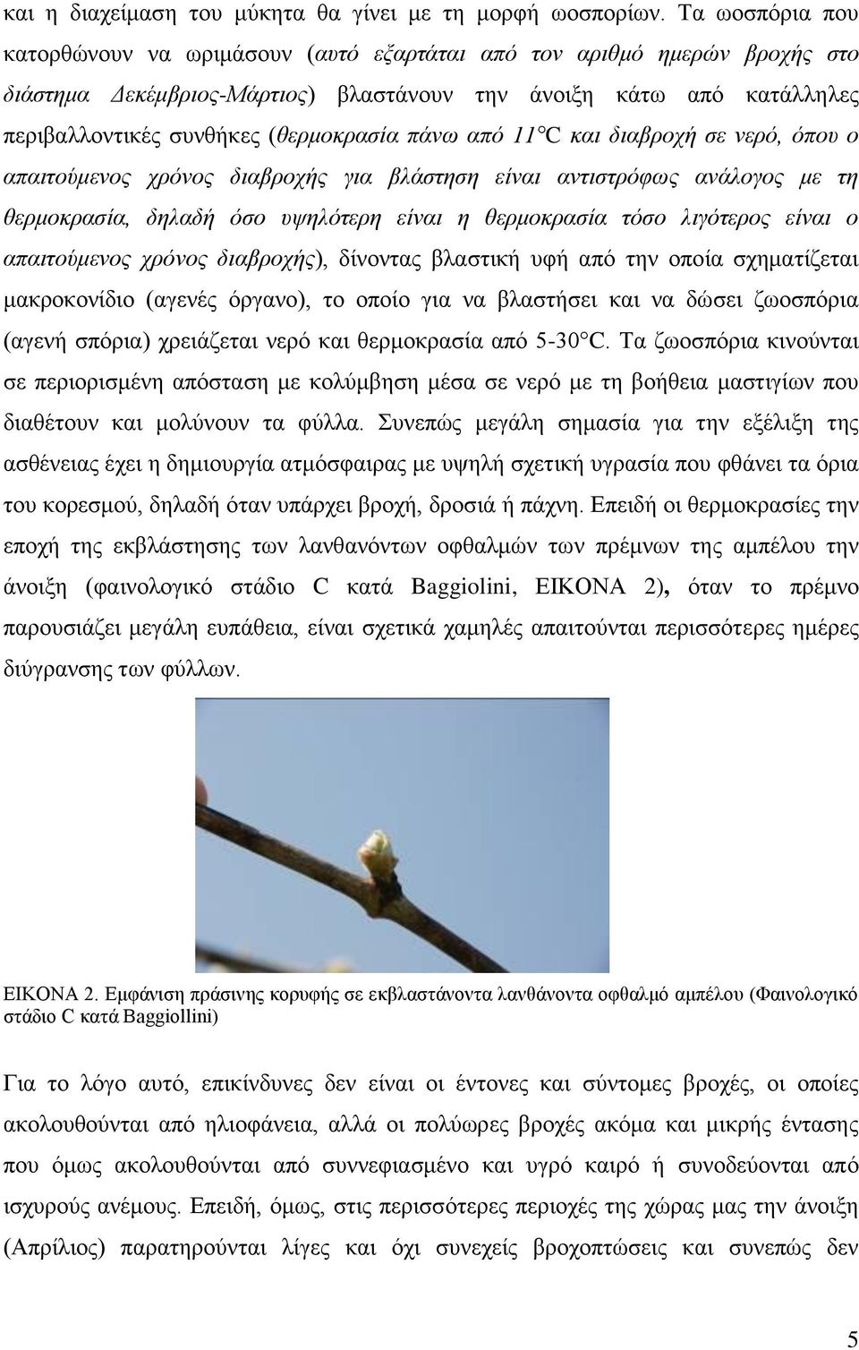 πάνω από 11 C και διαβροχή σε νερό, όπου ο απαιτούμενος χρόνος διαβροχής για βλάστηση είναι αντιστρόφως ανάλογος με τη θερμοκρασία, δηλαδή όσο υψηλότερη είναι η θερμοκρασία τόσο λιγότερος είναι ο