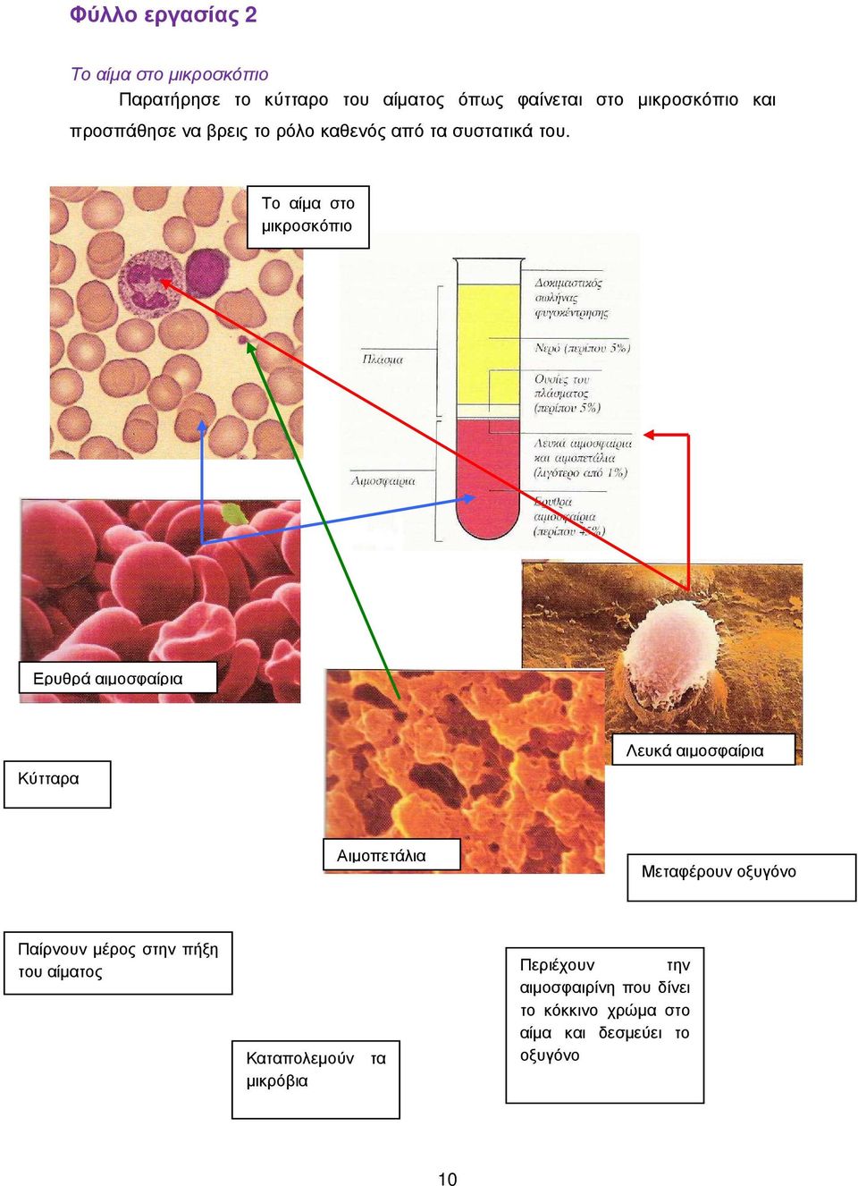 Το αίµα στο µικροσκόπιο Ερυθρά αιµοσφαίρια Κύτταρα Λευκά αιµοσφαίρια Αιµοπετάλια Μεταφέρουν οξυγόνο