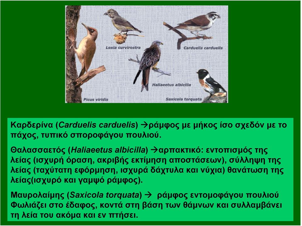 σύλληψη της λείας (ταχύτατη εφόρμηση, ισχυρά δάχτυλα και νύχια) θανάτωση της λείας(ισχυρό και γαμψό ράμφος).