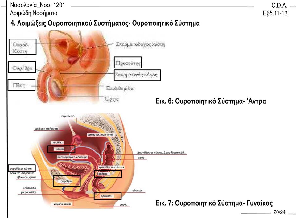 Εικ. 6: Ουροποιητικό Σύστηµα-