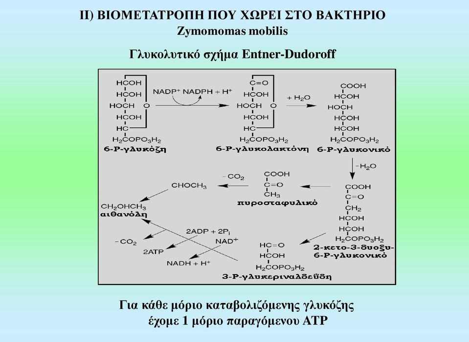 Entner-Dudoroff Για κάθε μόριο