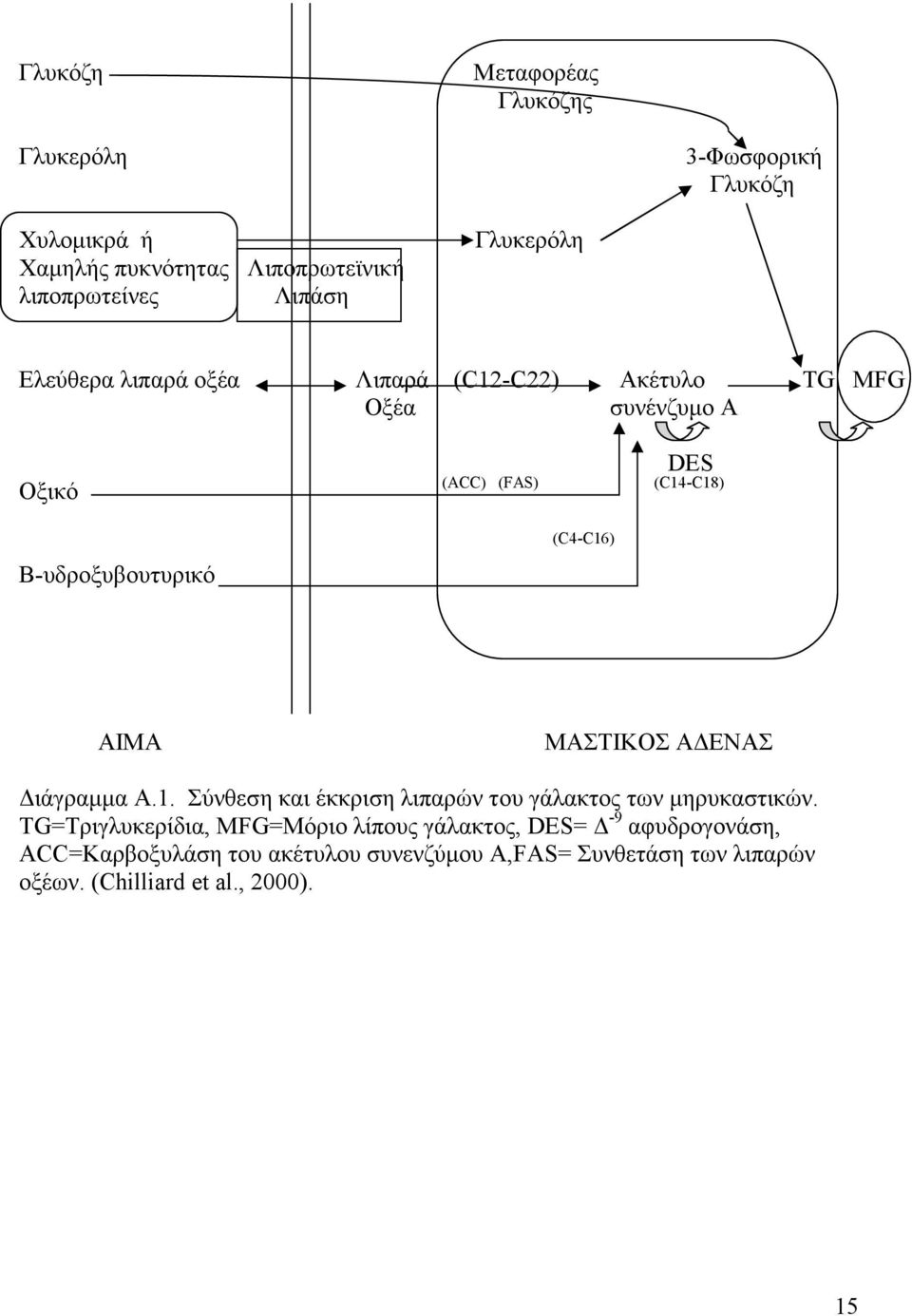 (C4-C16) AIMA ΜΑΣΤΙΚΟΣ ΑΔΕΝΑΣ Διάγραμμα Α.1. Σύνθεση και έκκριση λιπαρών του γάλακτος των μηρυκαστικών.