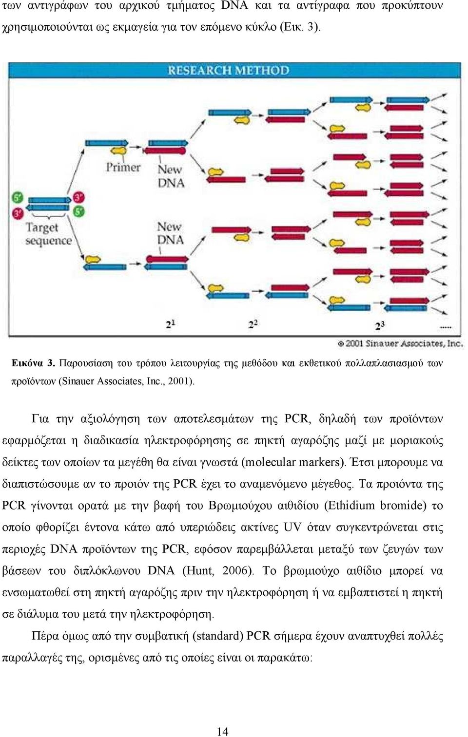 Για την αξιολόγηση των αποτελεσµάτων της PCR, δηλαδή των προϊόντων εφαρµόζεται η διαδικασία ηλεκτροφόρησης σε πηκτή αγαρόζης µαζί µε µοριακούς δείκτες των οποίων τα µεγέθη θα είναι γνωστά (molecular