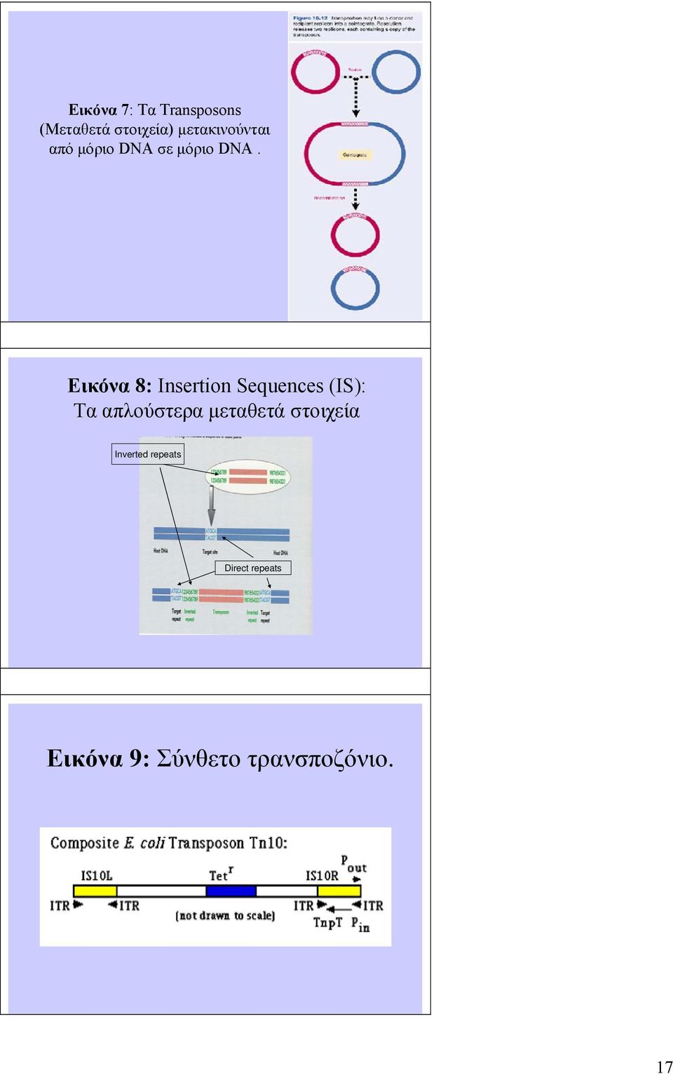 Εικόνα 8: Insertion Sequences (ΙS): Τα απλούστερα