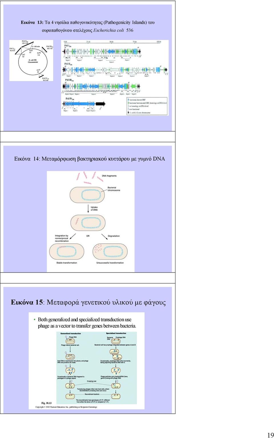 γενετικού υλικού με φάγους Both generalized and specialized transduction use phage as a vector to