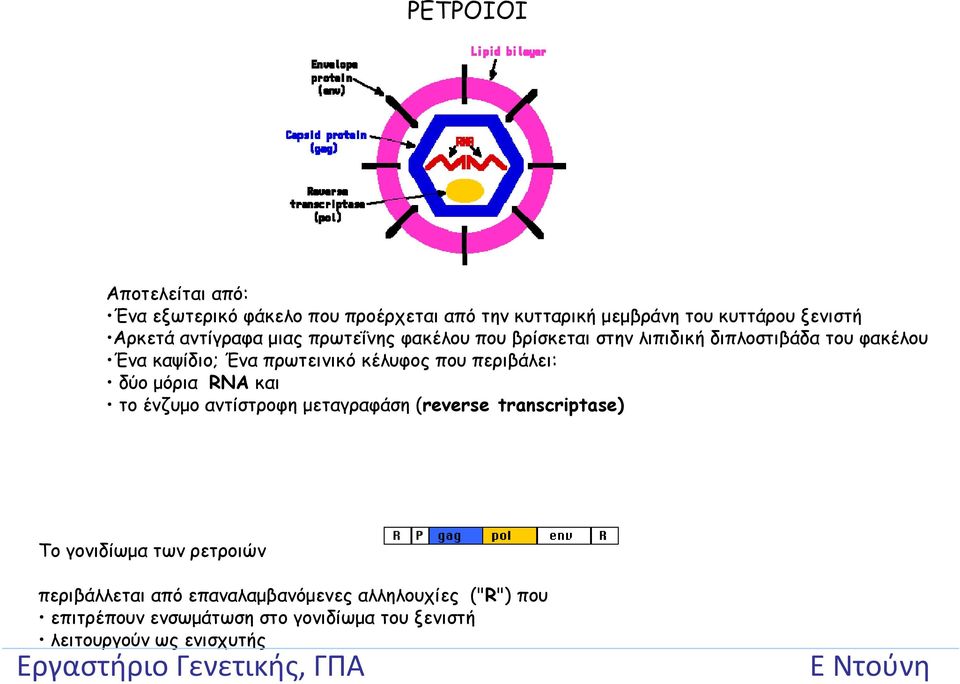 κέλυφος που περιβάλει: δύο μόρια RNA και το ένζυμο αντίστροφη μεταγραφάση (reverse transcriptase) Το γονιδίωμα των