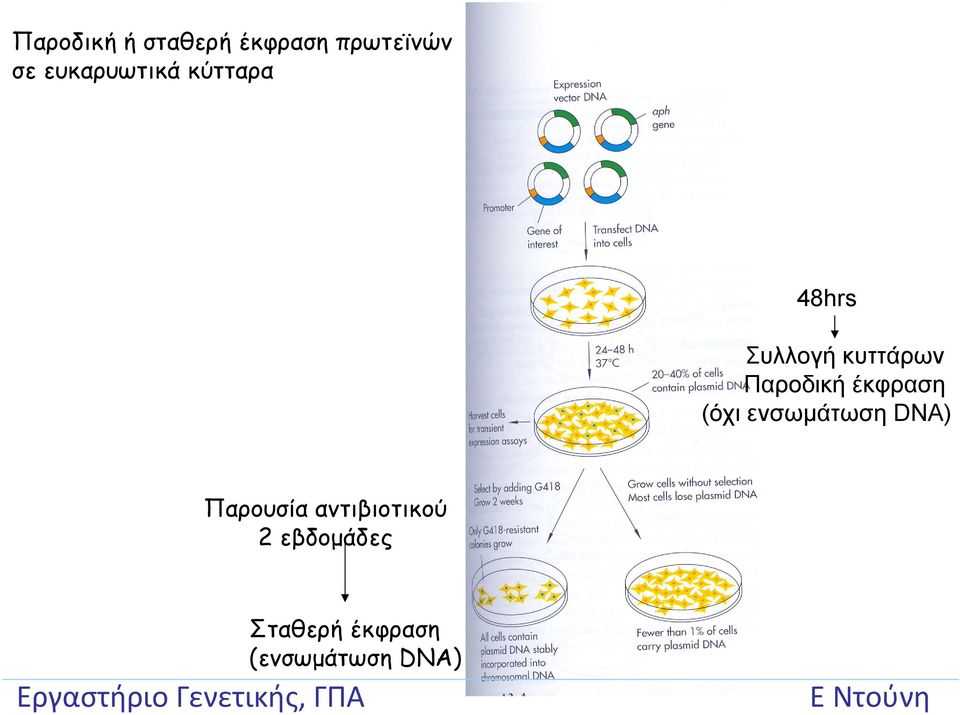 Παροδική έκφραση (όχι ενσωμάτωση DNA) Παρουσία