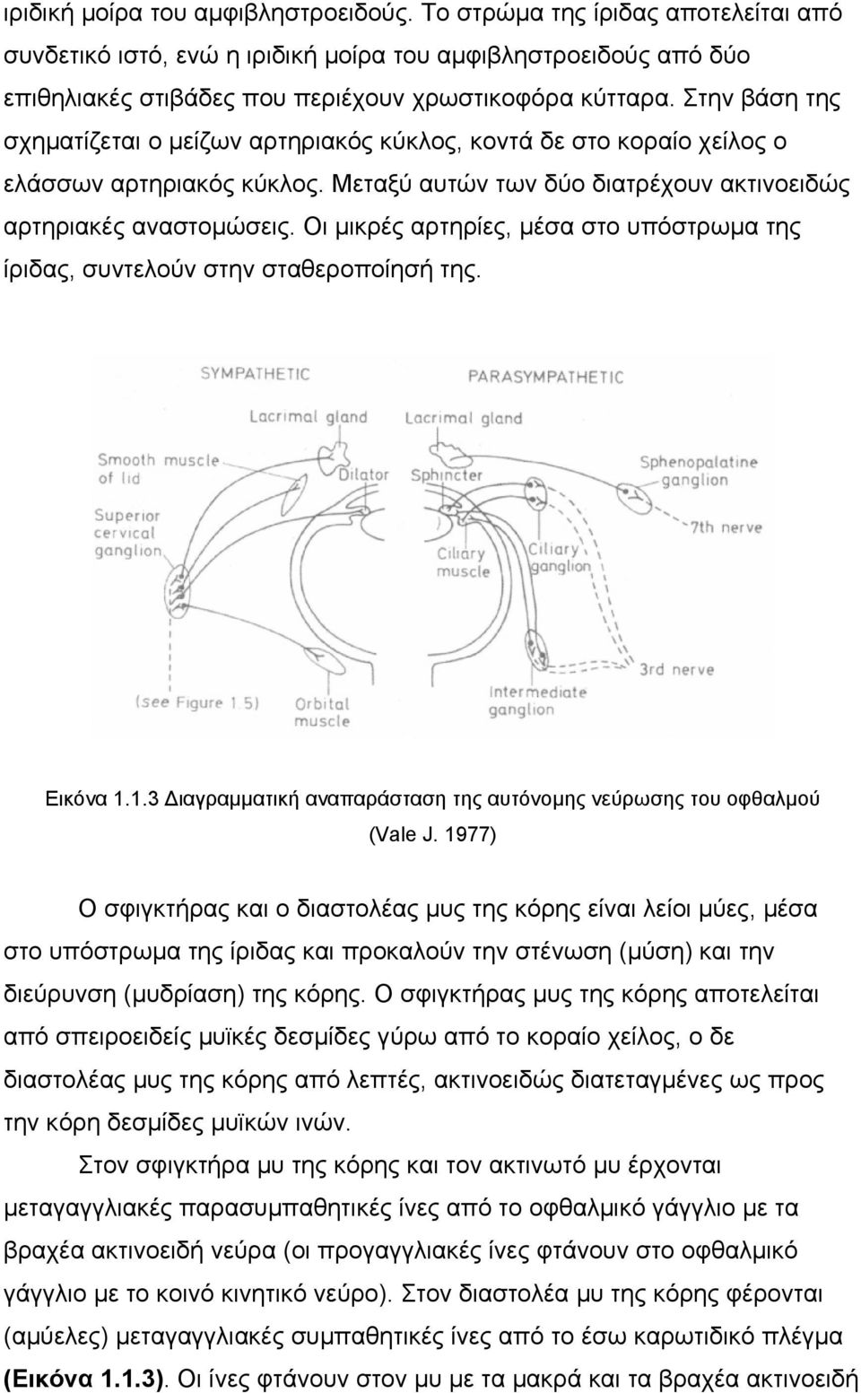 Οι µικρές αρτηρίες, µέσα στο υπόστρωµα της ίριδας, συντελούν στην σταθεροποίησή της. Εικόνα 1.1.3 ιαγραµµατική αναπαράσταση της αυτόνοµης νεύρωσης του οφθαλµού (Vale J.