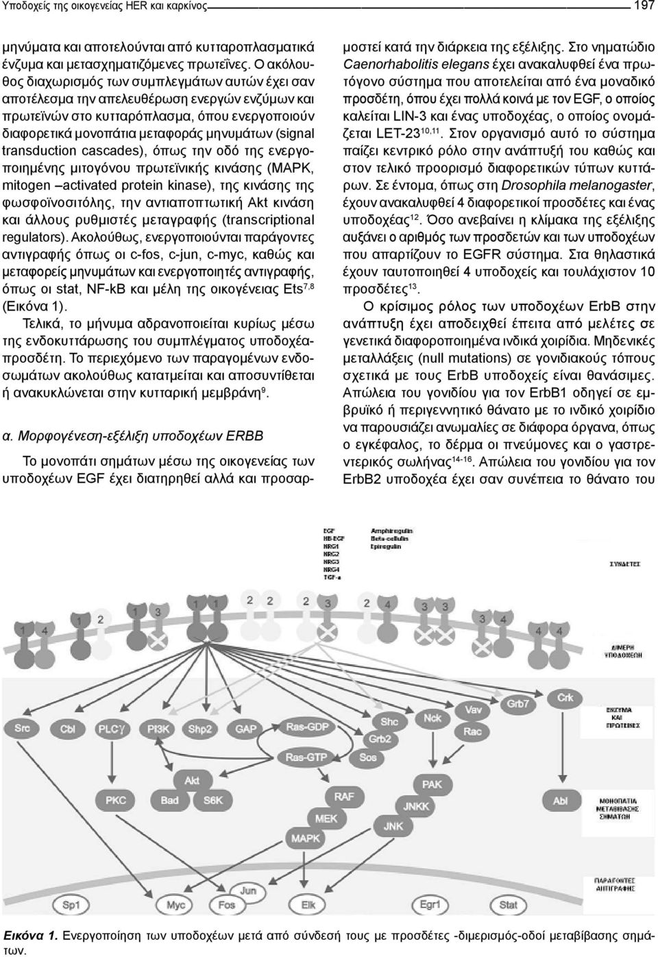 (signal transduction cascades), όπως την οδό της ενεργοποιημένης μιτογόνου πρωτεϊνικής κινάσης (MAPΚ, mitogen activated protein kinase), της κινάσης της φωσφοϊνοσιτόλης, την αντιαποπτωτική Akt κινάση