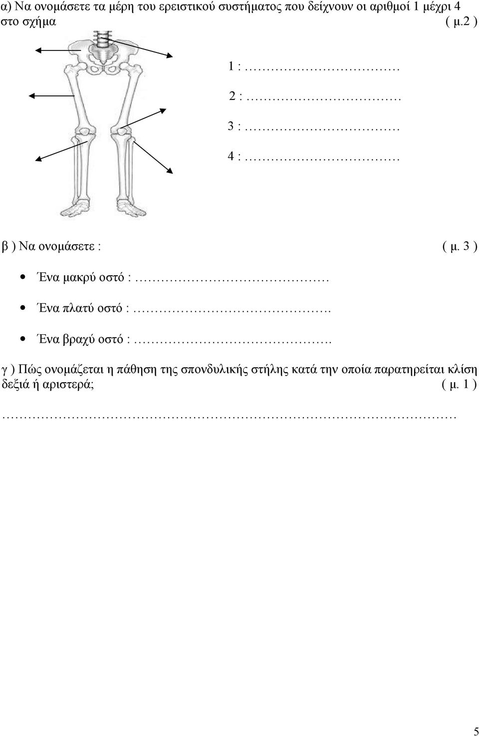 3 ) Ένα μακρύ οστό : Ένα πλατύ οστό :. Ένα βραχύ οστό :.