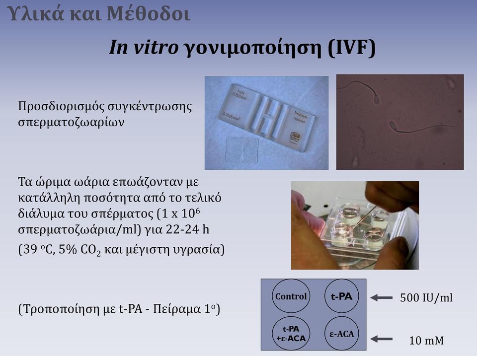 διάλυμα του σπέρματος (1 x 10 6 σπερματοζωάρια/ml) για 22-24 h (39 ο C, 5% CO 2 και