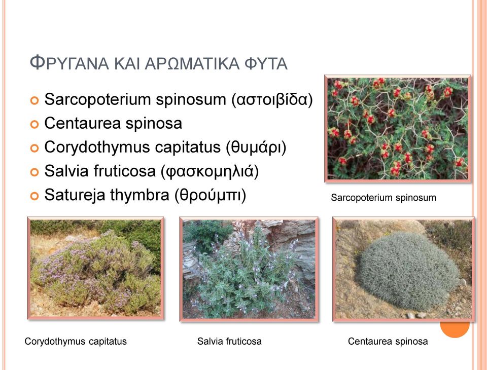 fruticosa (θαζθνκειηά) Satureja thymbra (ζξνύκπη)