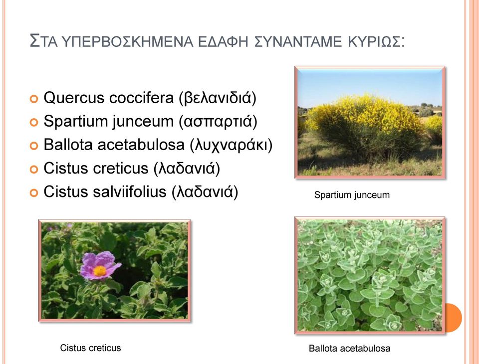 acetabulosa (ιπρλαξάθη) Cistus creticus (ιαδαληά) Cistus