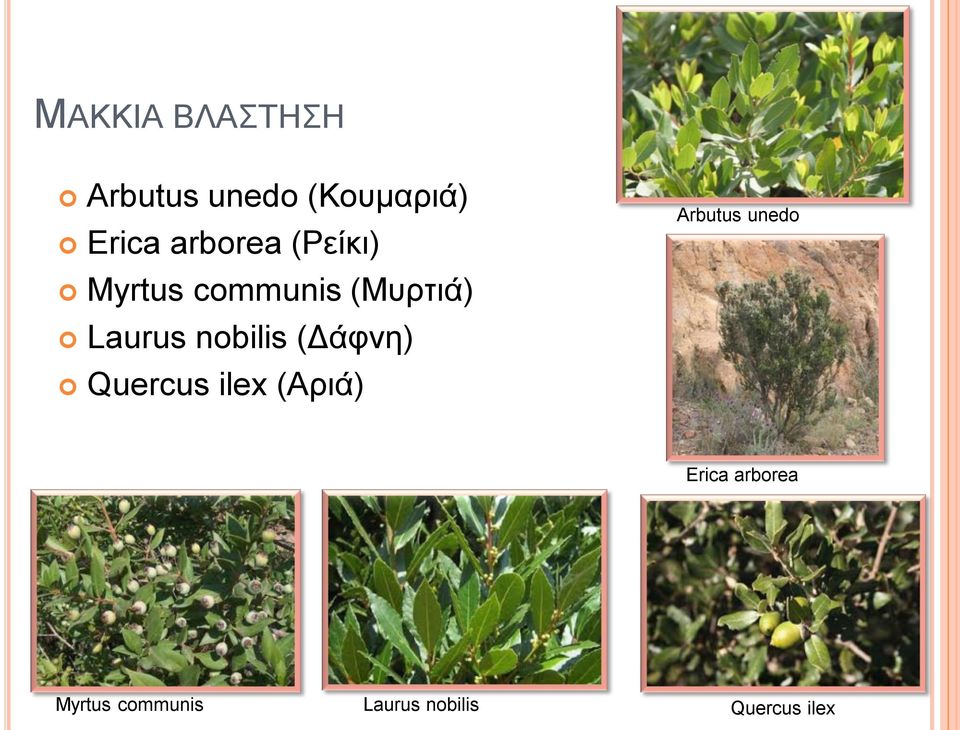 nobilis (Γάθλε) Quercus ilex (Αξηά) Arbutus unedo