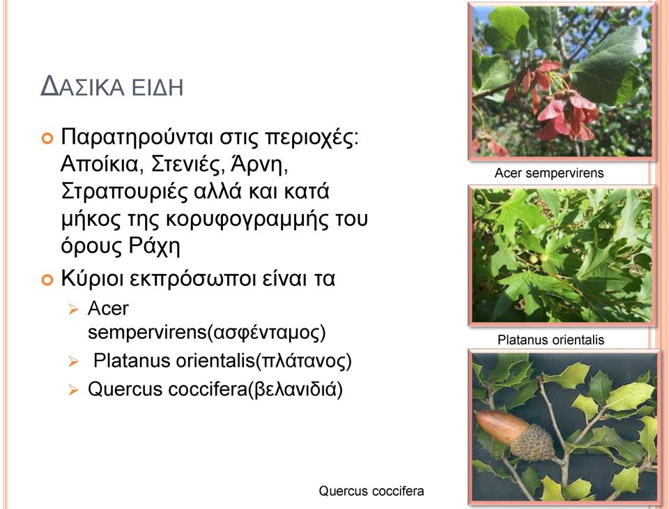 είλαη ηα Acer sempervirens(αζθέληακνο) Platanus orientalis(πιάηαλνο)