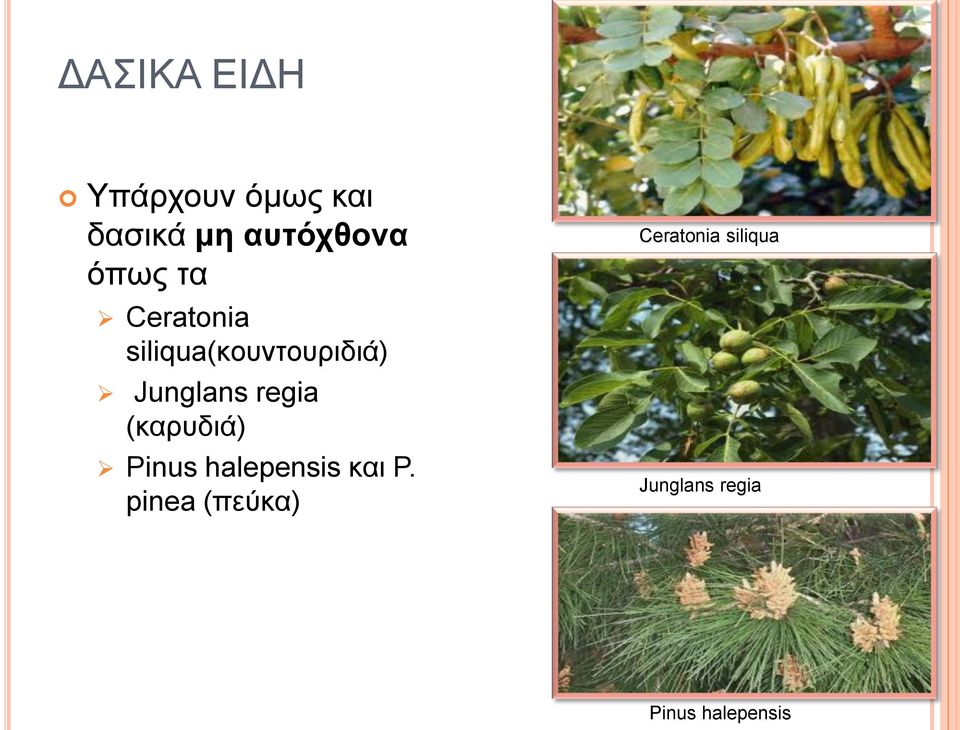 regia (θαξπδηά) Pinus halepensis θαη P.