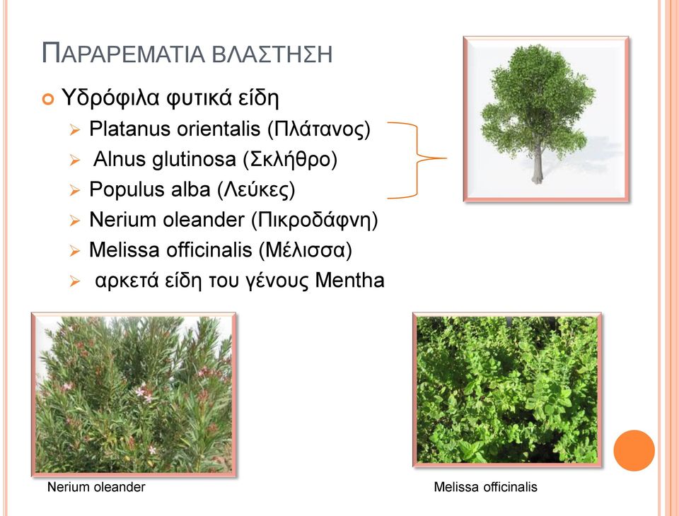 Nerium oleander (Πηθξνδάθλε) Melissa officinalis (Μέιηζζα)