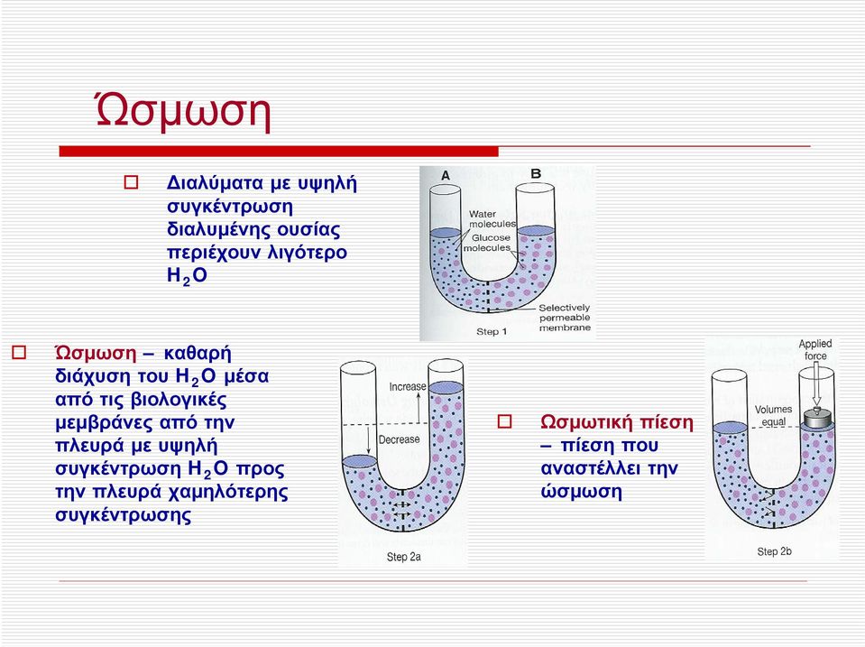 βιολογικές μεμβράνες από την πλευρά με υψηλή συγκέντρωση H 2 O προς