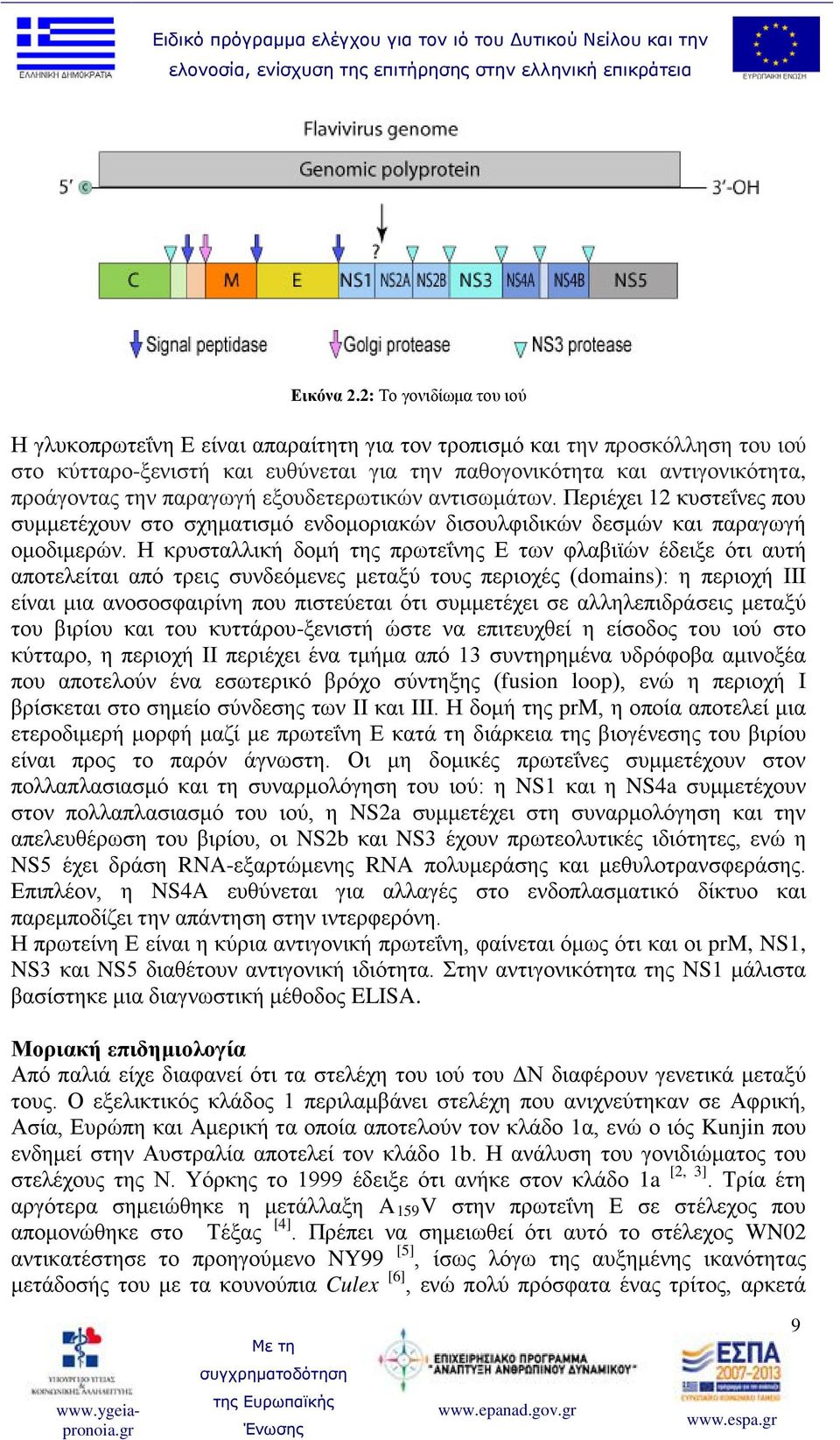 παραγωγή εξουδετερωτικών αντισωμάτων. Περιέχει 12 κυστεΐνες που συμμετέχουν στο σχηματισμό ενδομοριακών δισουλφιδικών δεσμών και παραγωγή ομοδιμερών.