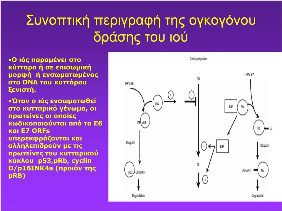 Όταν ο ιός ενσωματωθεί στο κυτταρικό γένωμα, οι πρωτείνες οι οποίες κωδικοποιούνται από τα