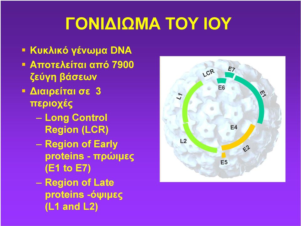 Control Region (LCR) Region of Early proteins -